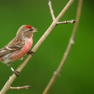 Redwell   10 06 2016   D3s (8 Of 16).jpg